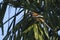 Rufous treepie bird in Nepal