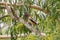 Rufous Treepie bird perching on tree branch in the forest in Tha