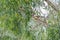 Rufous Treepie bird perching on tree branch in the forest in Thailand, Asia