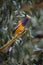 Rufous Treepie(Dendrocitta vagabunda)