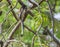Rufous treepie Dendrocitta vagabunda Perching on the Green Tree