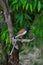 Rufous treepie, Dendrocitta vagabunda, Ranthambhore Tiger Reserve, Rajasthan, India