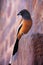 Rufous treepie (Dendrocitta vagabunda) sitting at Ranthambore Fort, India