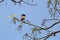The rufous treepie found in Asian Countries