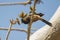 Rufous treepie and Gum Karaya Tree