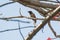 Rufous treepie perching on Silk Cotton Tree