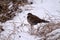 Rufous turtle dove in the snow