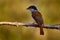 Rufous vanga, Schetba rufa, bird endemic Madagascar.