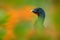 Rufous-vented Chachalaca, Ortalis ruficauda, art view, exotic tropic bird in the forest nature habitat, green and orange flower tr