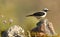 rufous wheatear from its innkeeper in the mountain