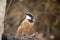 The rufous whistler is checking the sky for preditors