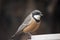 A rufous whistler feeding