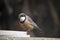 A rufous whistler feeding