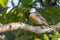 Rufous Whistler in Queensland Australia