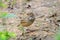 Rufous-winged bushlark