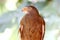 Rufous-winged Buzzard Butastur liventer
