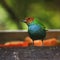 Rufous-winged tanager