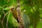 Rufous-winged Woodpecker - Piculus simplex bird in the family Picidae,found in Costa Rica, Honduras, Nicaragua, Panama