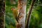 Rufous-winged Woodpecker - Piculus simplex bird in the family Picidae,found in Costa Rica, Honduras, Nicaragua, Panama