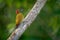 Rufous-winged Woodpecker - Piculus simplex bird in the family Picidae,found in Costa Rica, Honduras, Nicaragua, Panama