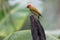 Rufous-winged Woodpecker Piculus simplex on a fence post, Costa Rica