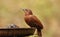 Rufous Woodpecker, Micropternus brachyurus, Ganeshgudi, Karnataka, India