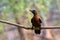 Rufous woodpecker Micropternus brachyurus photographed in Mumbai