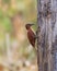 Rufous woodpecker perched on a tree trunk