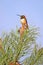 Rufuos male Hummingbird watching territory