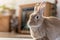 Rufus bunny rabbit poses left in home warm tones