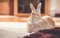 Rufus bunny rabbit relaxes next to shag carpet in warm tones, vintage setting