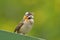 Rufus-collared Sparrow, Zonotrichia capensis, exotic tropic blue bird from Costa Rica. Bird sitting on beautiful green moss branch