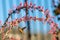 Rufus Hummingbird Drinks from Red Yucca Plant