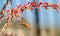 Rufus Hummingbird Drinks from Red Yucca Plant