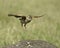 Rufus-naped Lark (Mirafra africana)