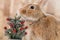 Rufus Rabbit chins small decorated Christmas tree