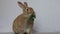 Rufus Rabbit eats parsley facing camera cute white background copy space