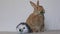 Rufus Rabbit eats parsley next to stuffed toy looks around at end