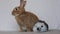 Rufus Rabbit eats parsley next to toy white background exits right