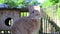 Rufus Rabbit eats a piece of freshly grown kale on deck and smiles at end