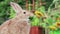 Rufus Rabbit eats a sprig of parsley on deck at slight angle with sunflowers in background