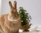 Rufus Rabbit poses in front of small Christmas tree with soft light, room for text