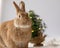 Rufus Rabbit poses in front of small Christmas tree with soft light, room for text