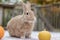 Rufus Rabbit poses with pumpkins surrounded by warm fall foliage