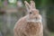 Rufus Rabbit profile sitting on the deck at dusk