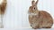 Rufus Rabbit sits upright from right corner and moves mouth white background