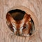 Rufus or red phase Eastern screech owl looking out of nest box hole opening