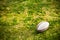 Rugby sports field with green grass for the game of rugby. Focus on ball, sports base at background.