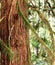 Rugged Beauty of Cedar Bark