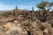 Rugged desert landscape